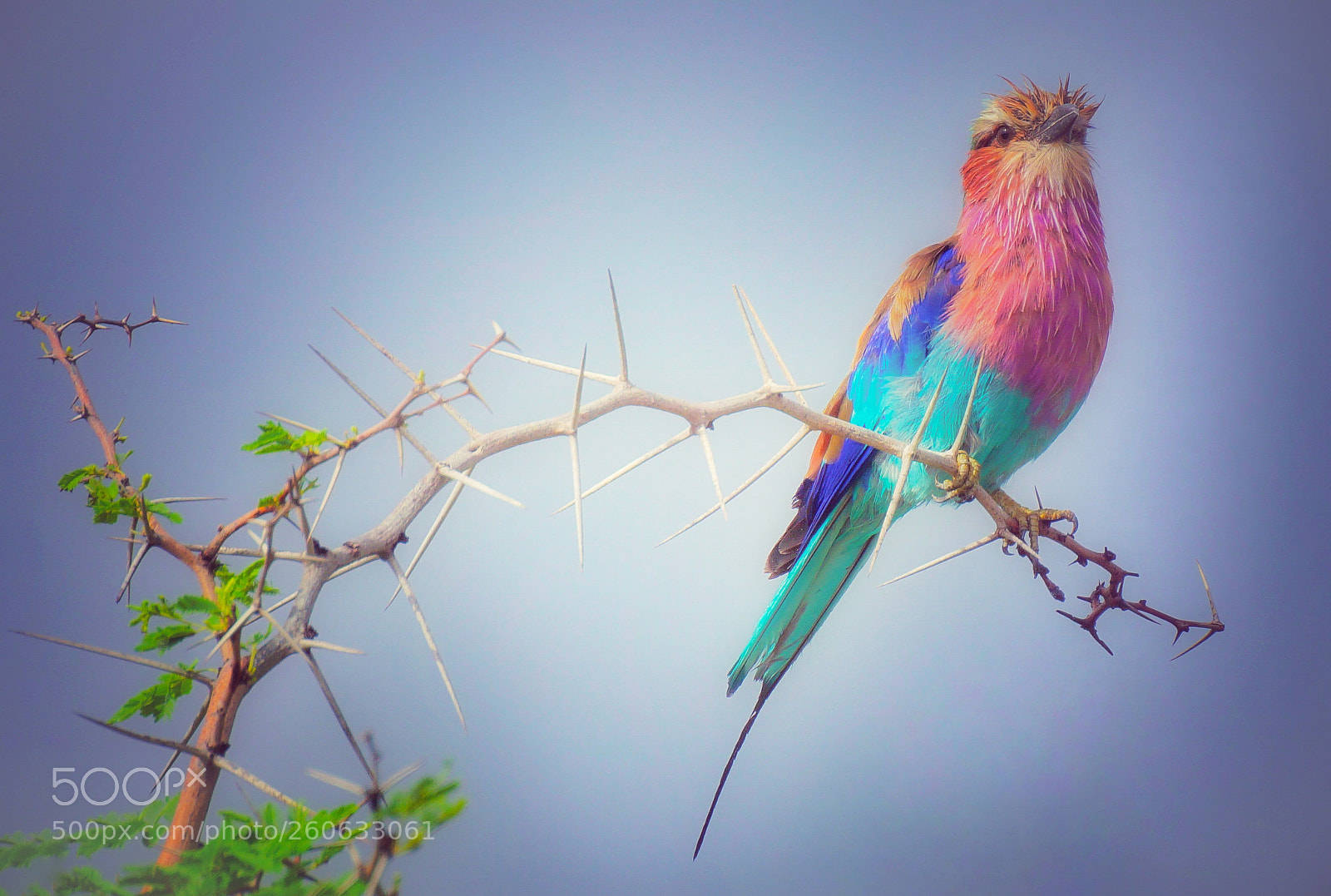 Sony SLT-A77 sample photo. Lilac-breasted roller photography