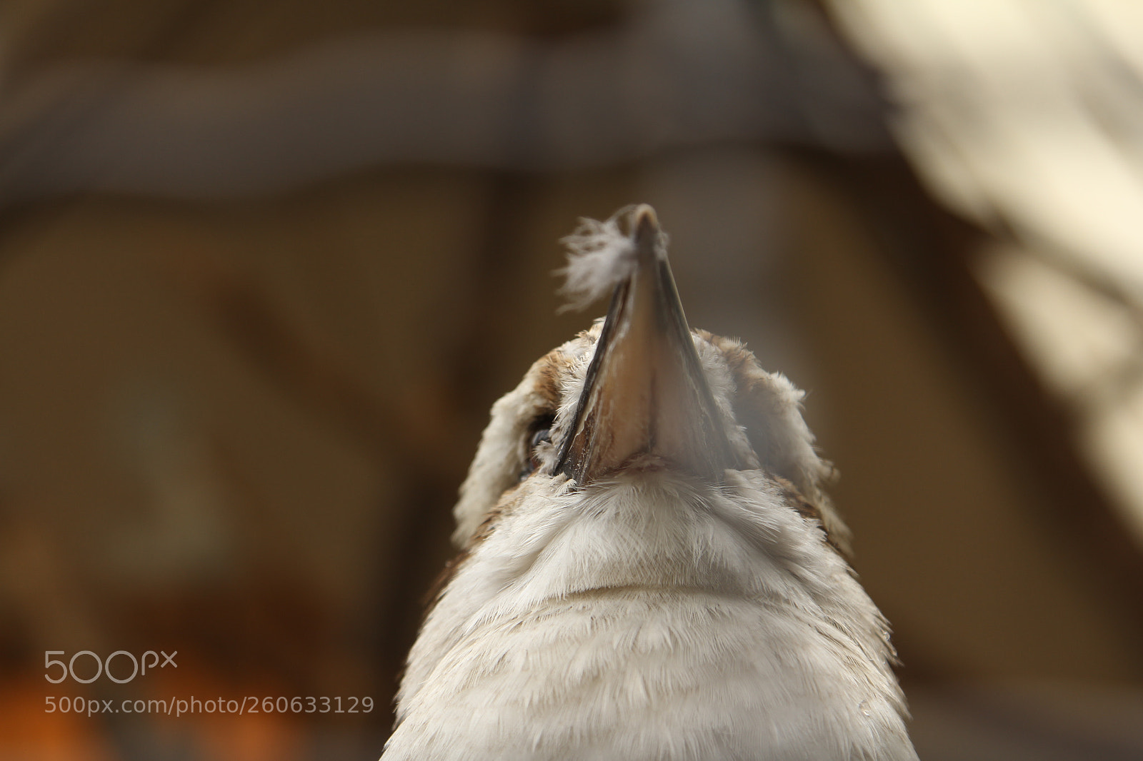 Canon EOS 60D + Canon EF 24-105mm F4L IS USM sample photo. Bird photography