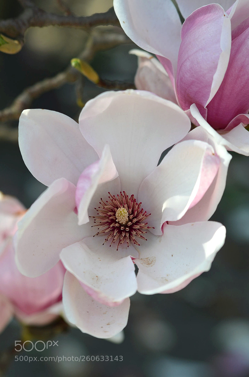 Nikon D5100 sample photo. Untitled photography