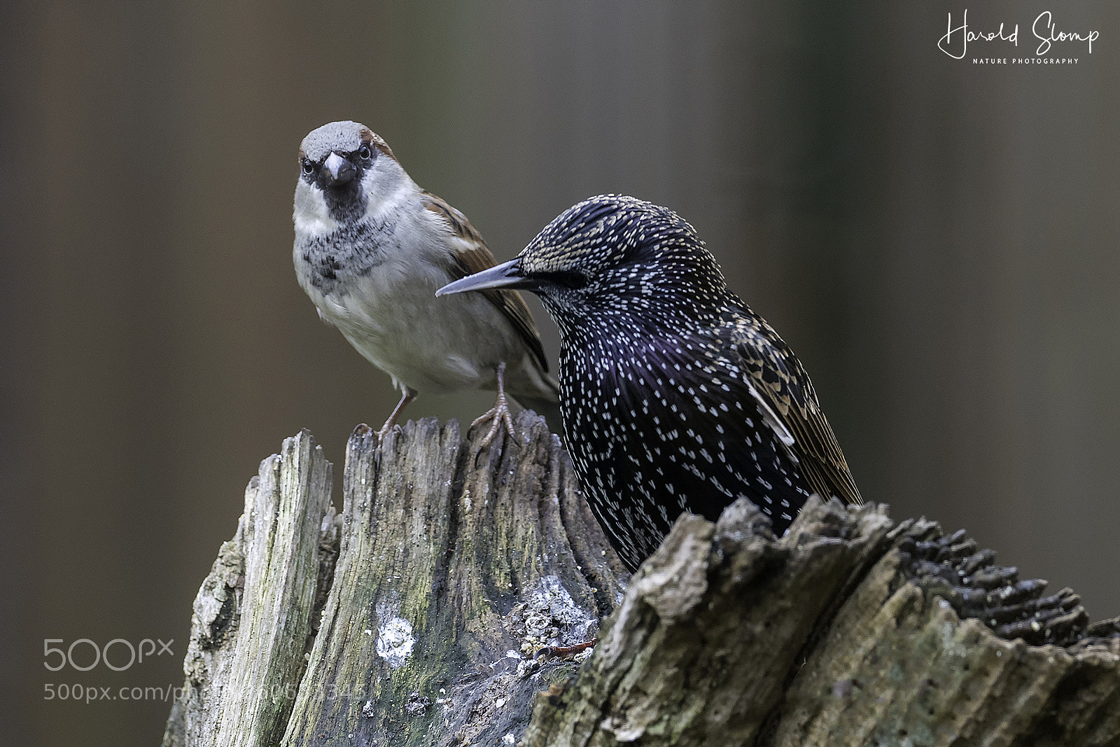 Olympus OM-D E-M1 Mark II sample photo. Common birds photography