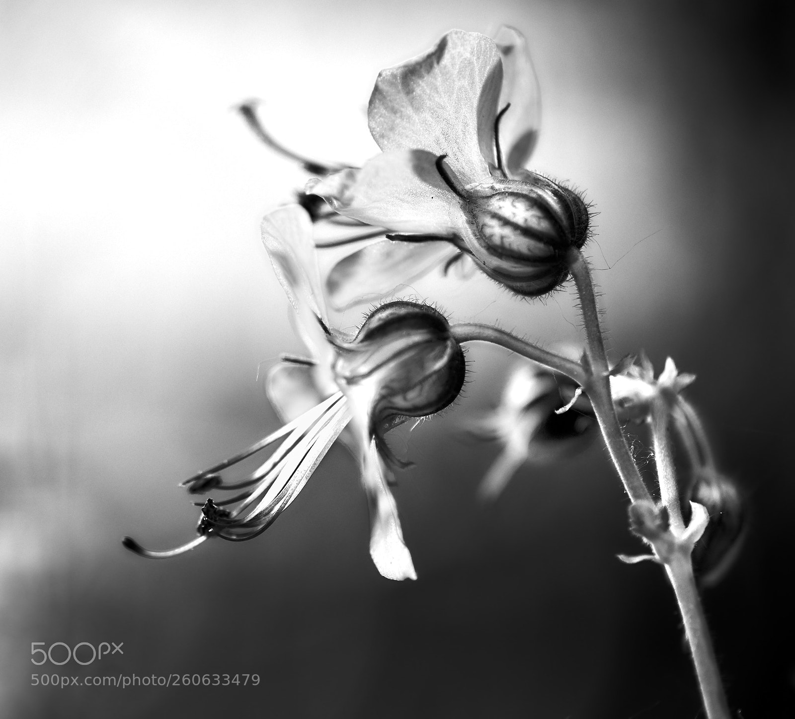 Fujifilm X-H1 sample photo. Macro with b&w photography