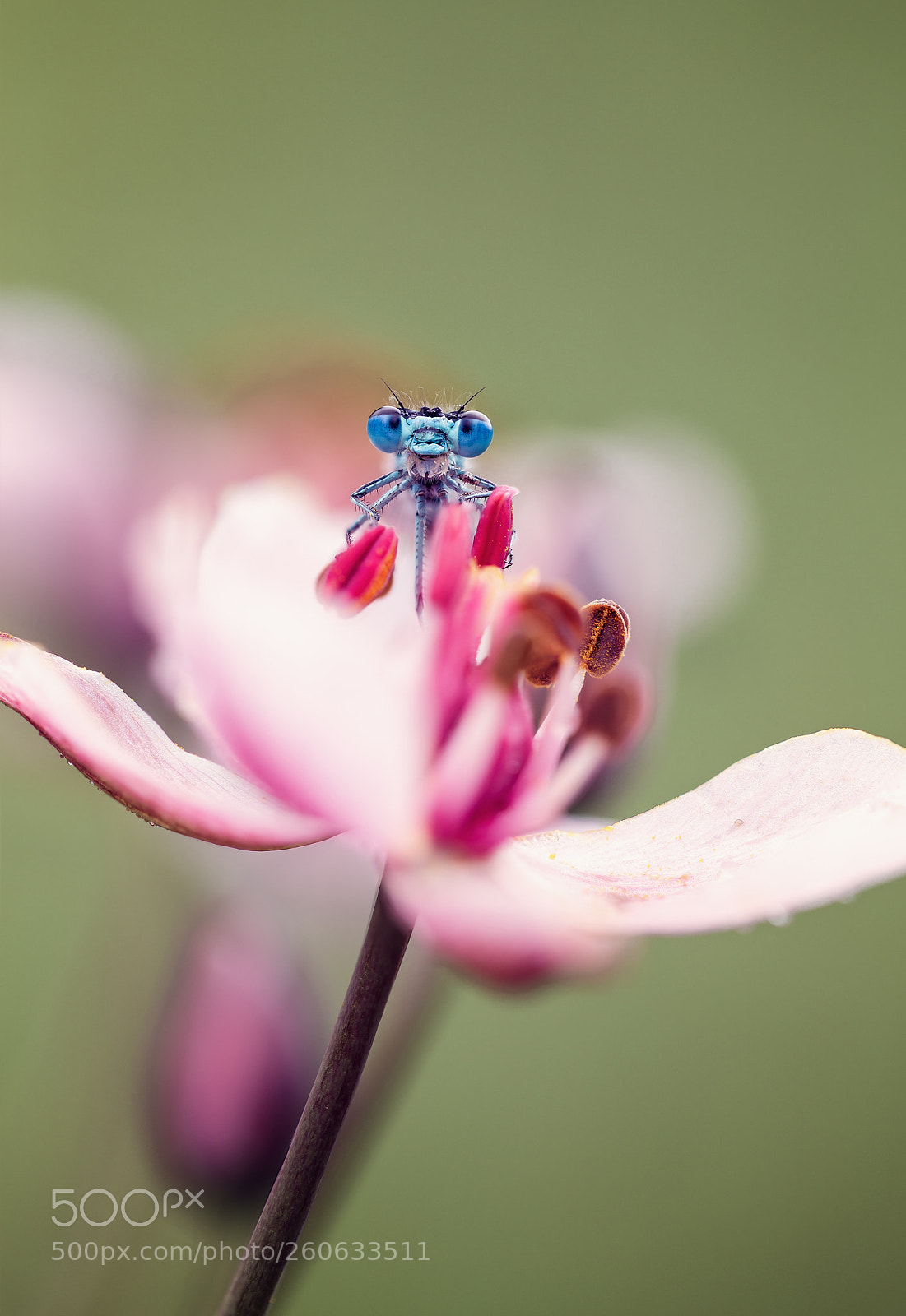 Canon EOS 6D sample photo. Dragonfly closeup photography