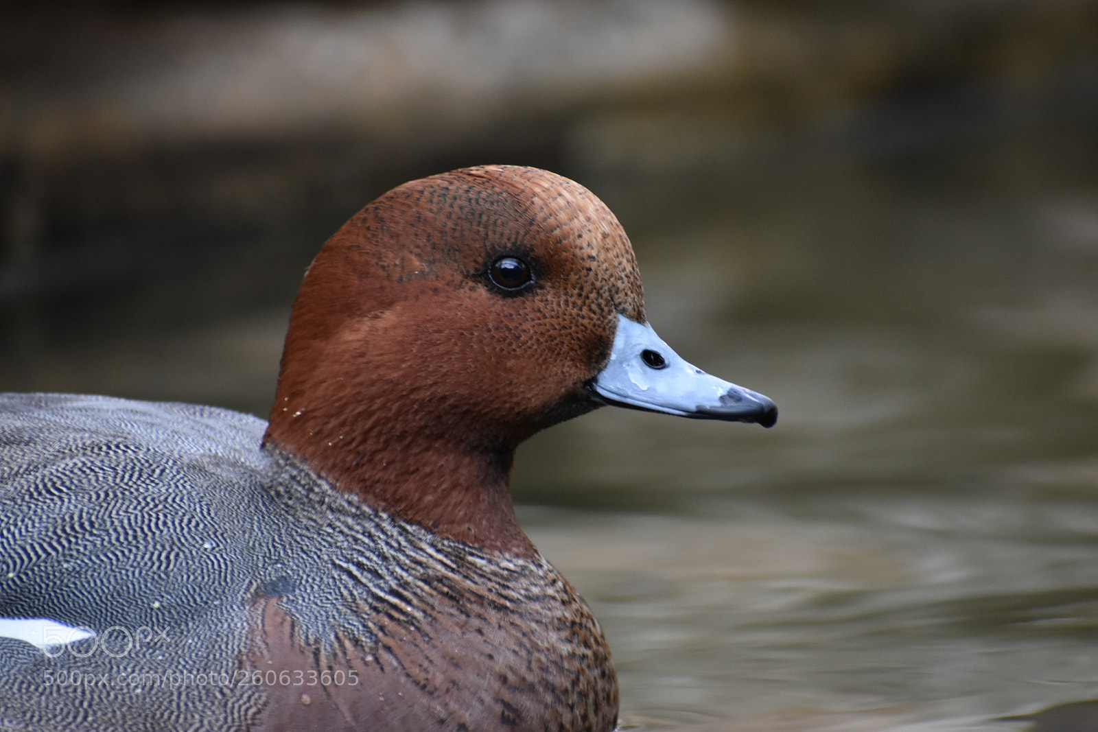 Nikon D5500 sample photo. Untitled photography