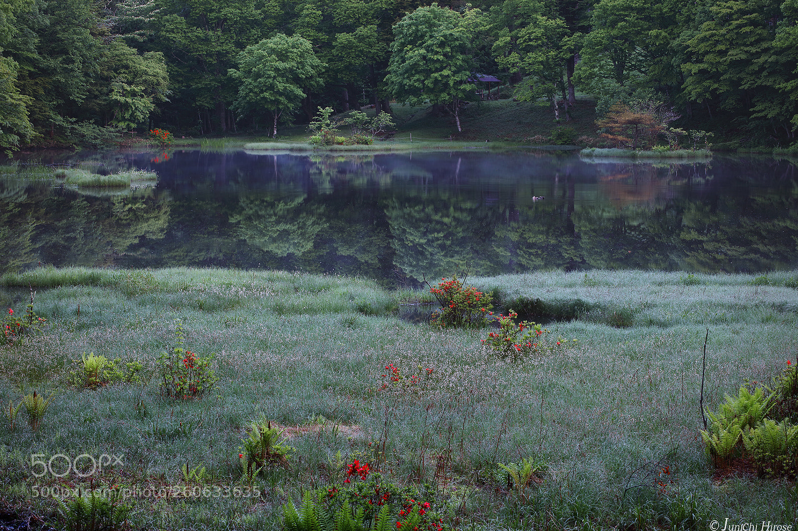 Canon EOS 5DS sample photo. Mysterious pond, japanese azalea photography