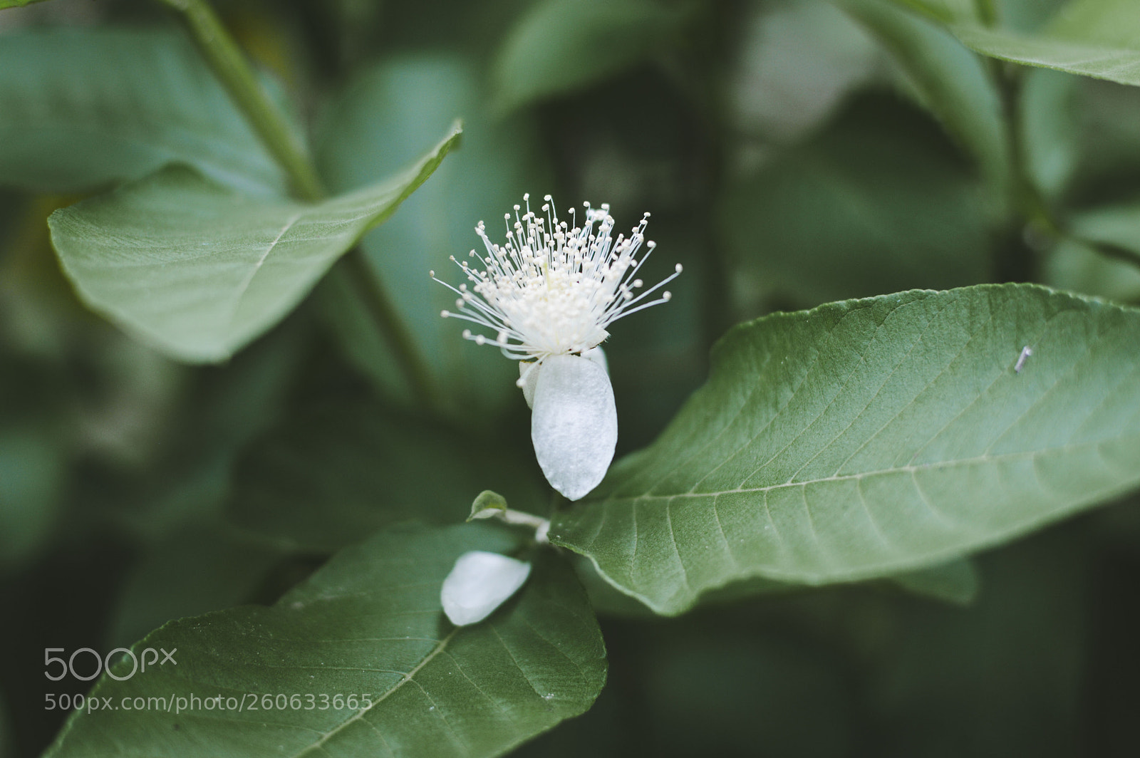 Nikon D3200 sample photo. Guava flowers photography