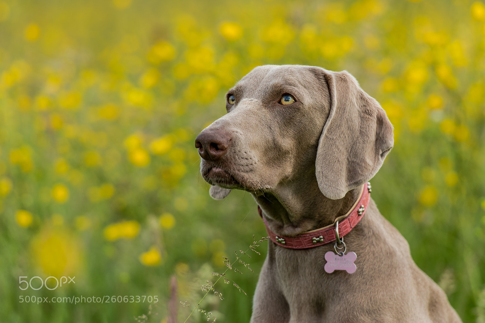 Nikon D810 sample photo. Buttercup baby! photography