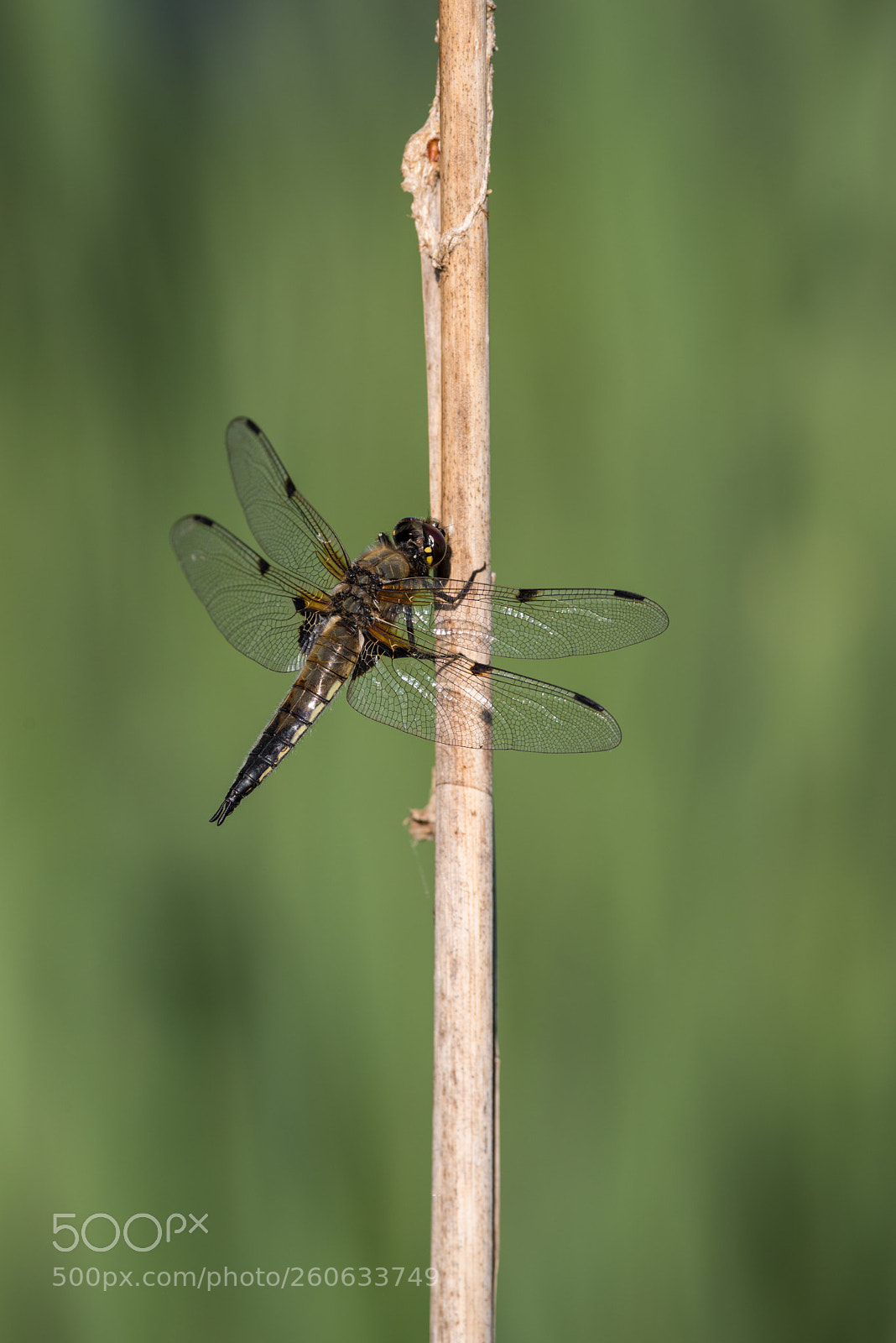 Pentax K-1 sample photo. Four-spotted chaser photography