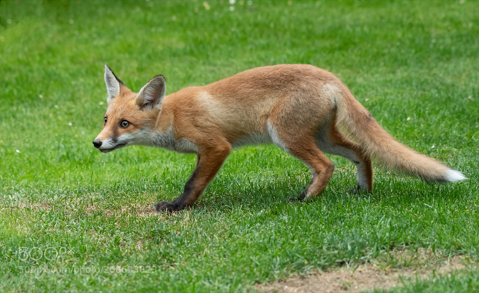 Nikon D850 sample photo. Young fox photography