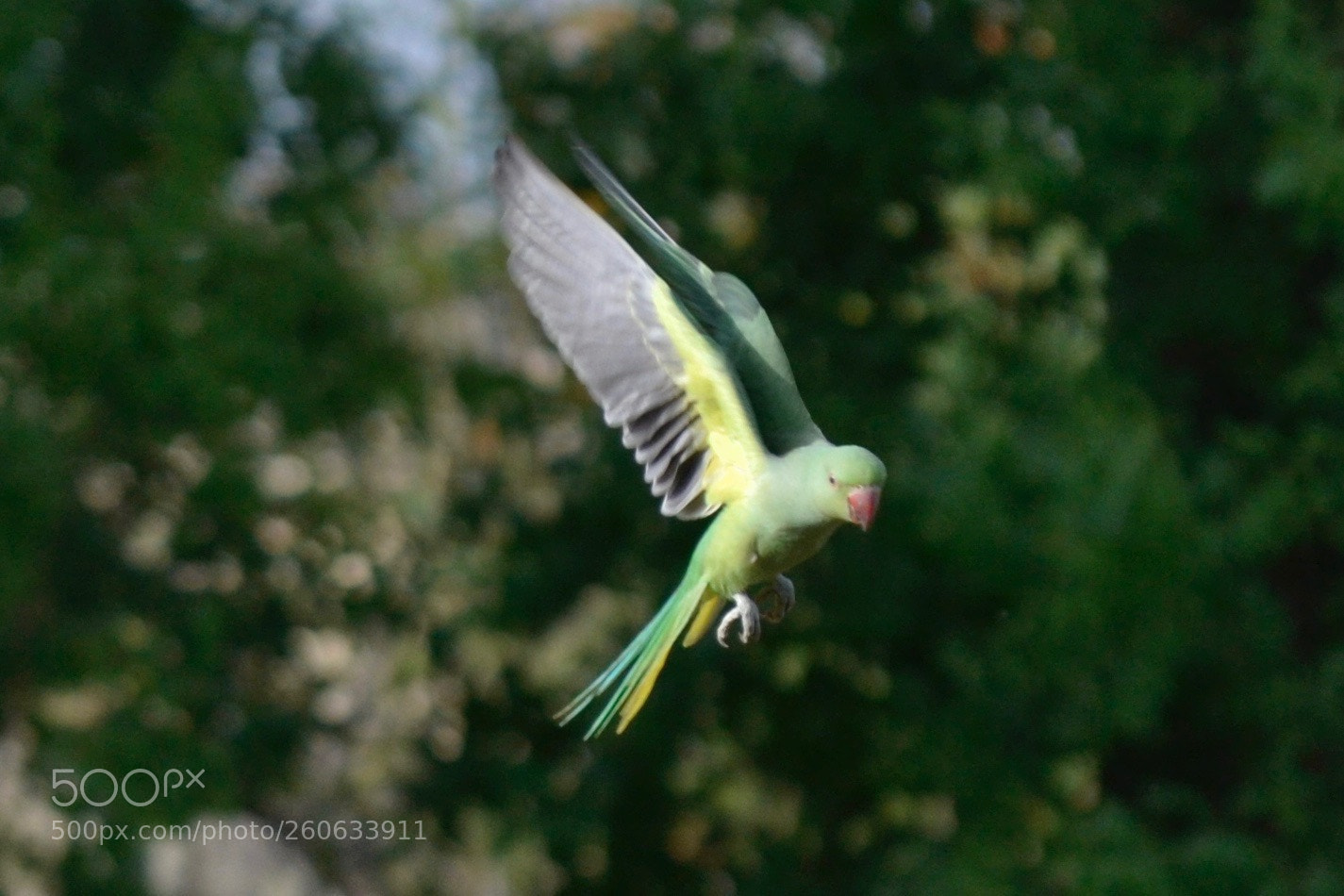 Nikon D3100 sample photo. Parrot in flight photography