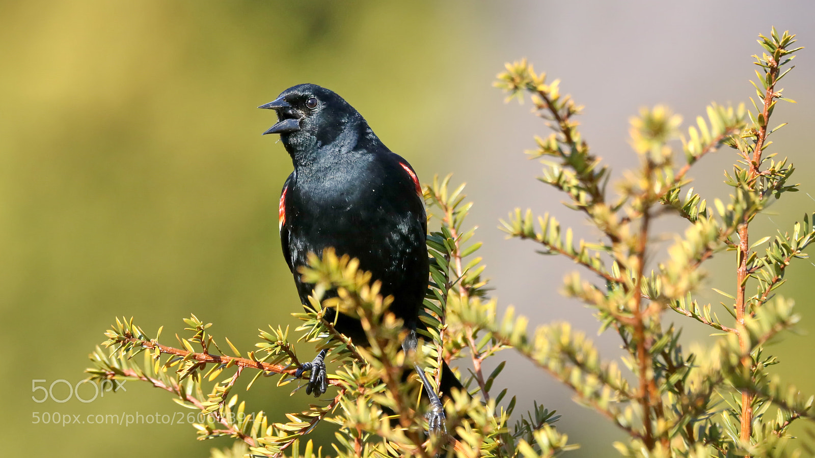 Canon EOS 7D Mark II sample photo. Red-winged blackbird photography