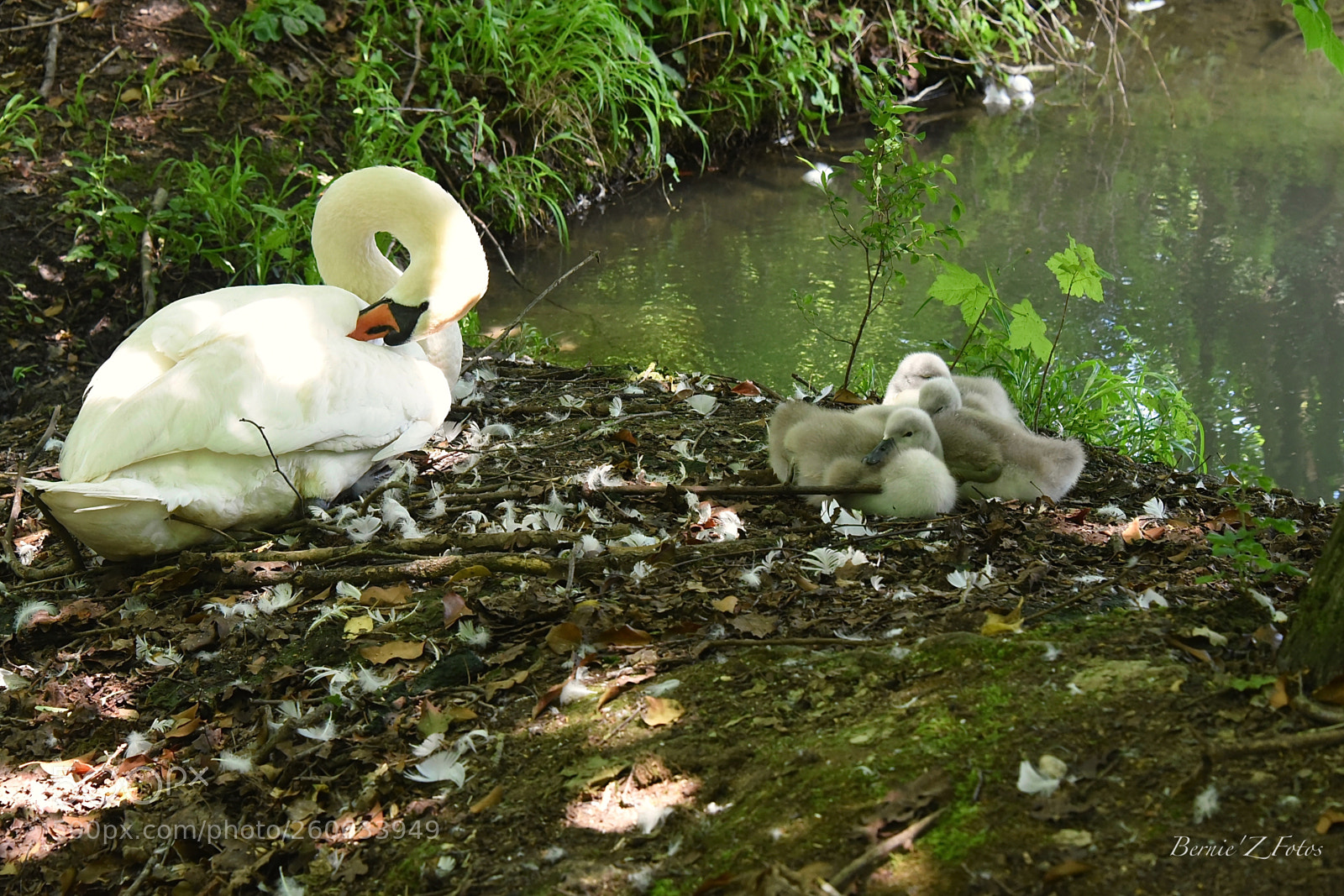Nikon D750 sample photo. Swan family photography