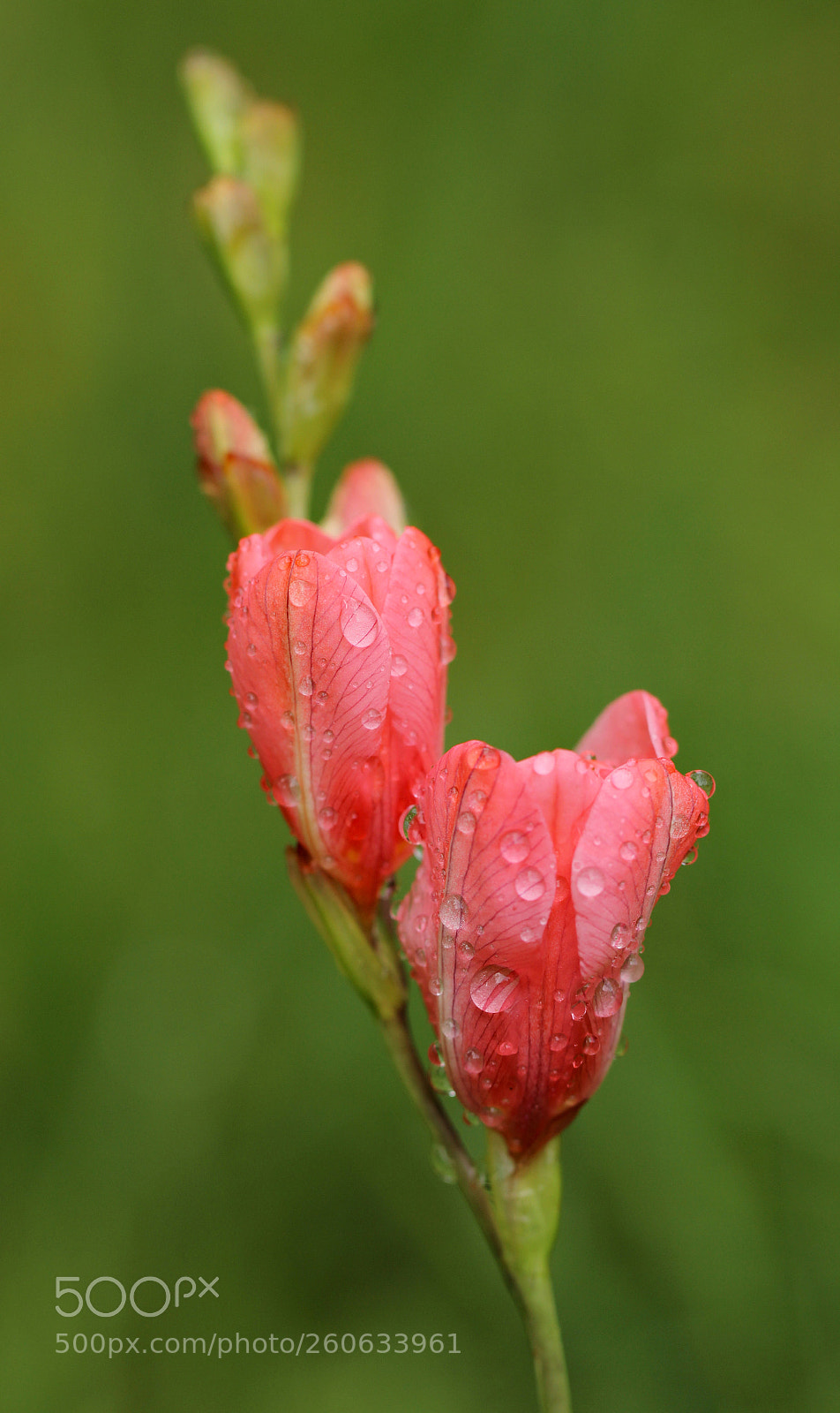 Canon EOS 60D sample photo. Garden freesia photography