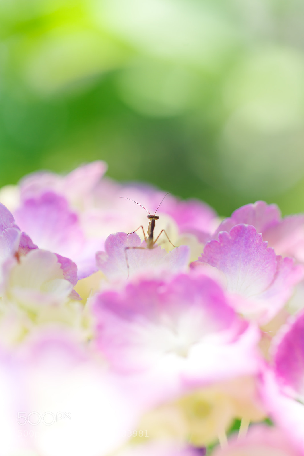 Pentax K-1 sample photo. Little mantodea -アジサイの上のカマキリ- photography