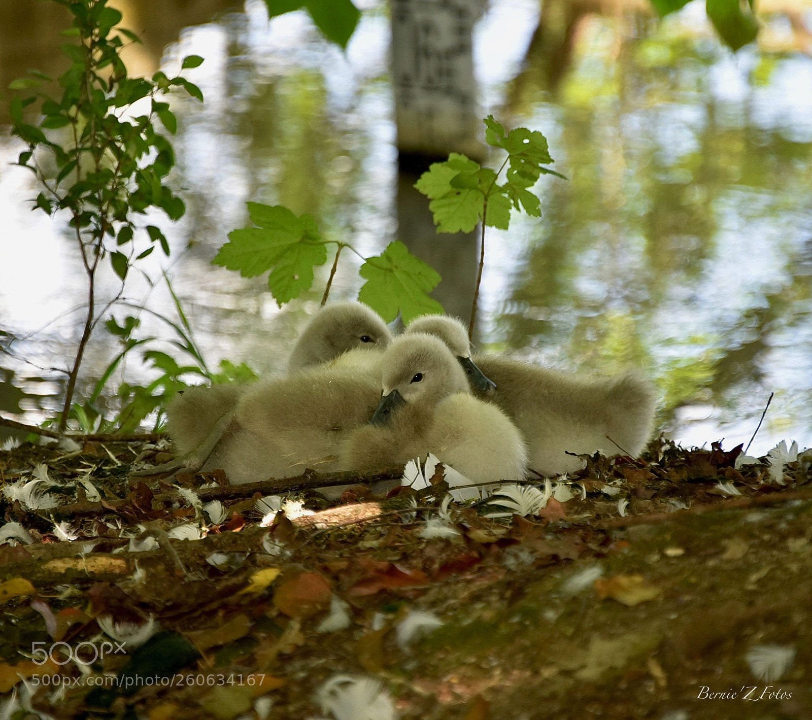 Nikon D750 sample photo. Swan babys photography