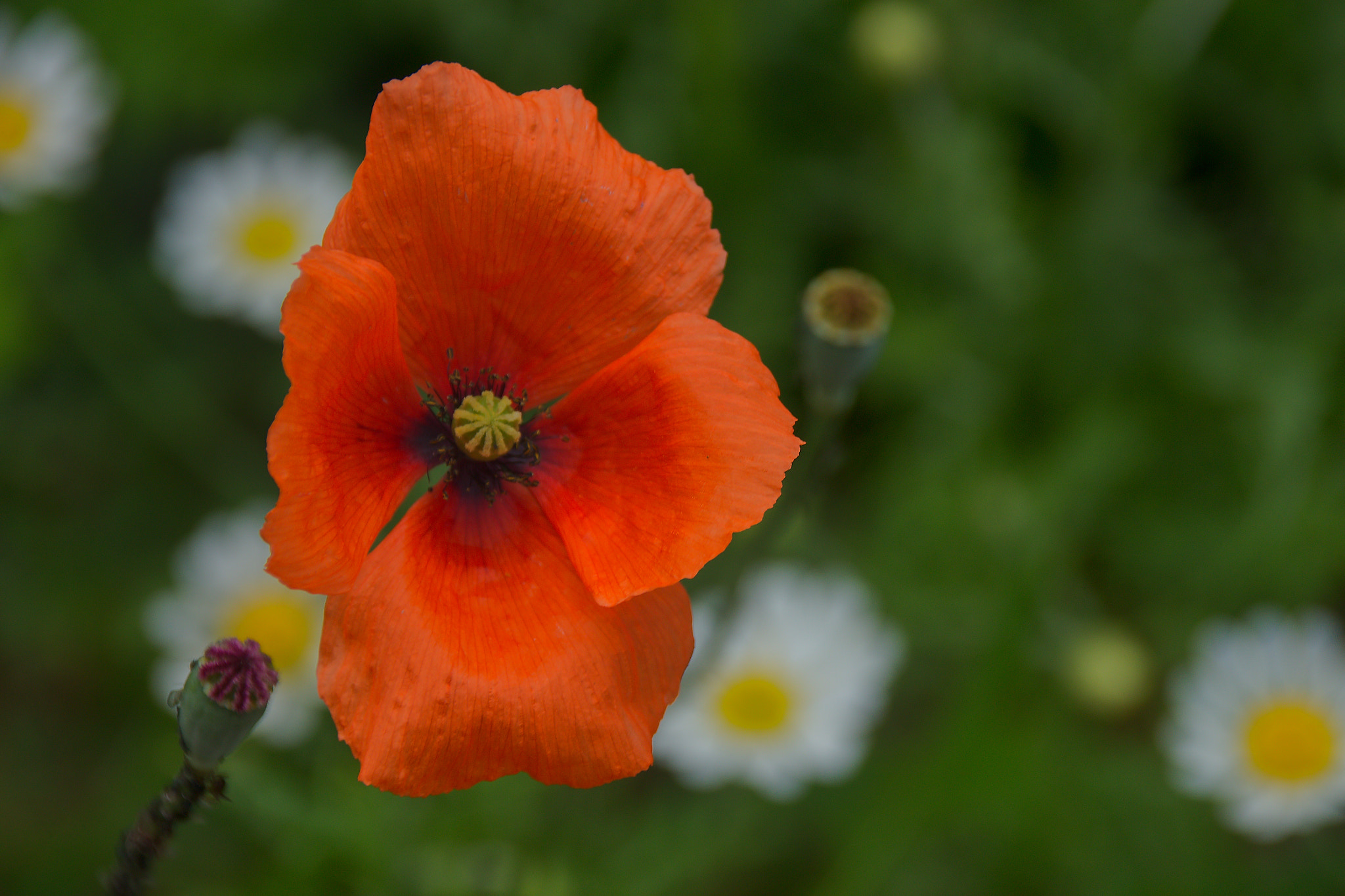 Canon EOS 700D (EOS Rebel T5i / EOS Kiss X7i) + Sigma 18-250mm F3.5-6.3 DC OS HSM sample photo. Poppy seed photography