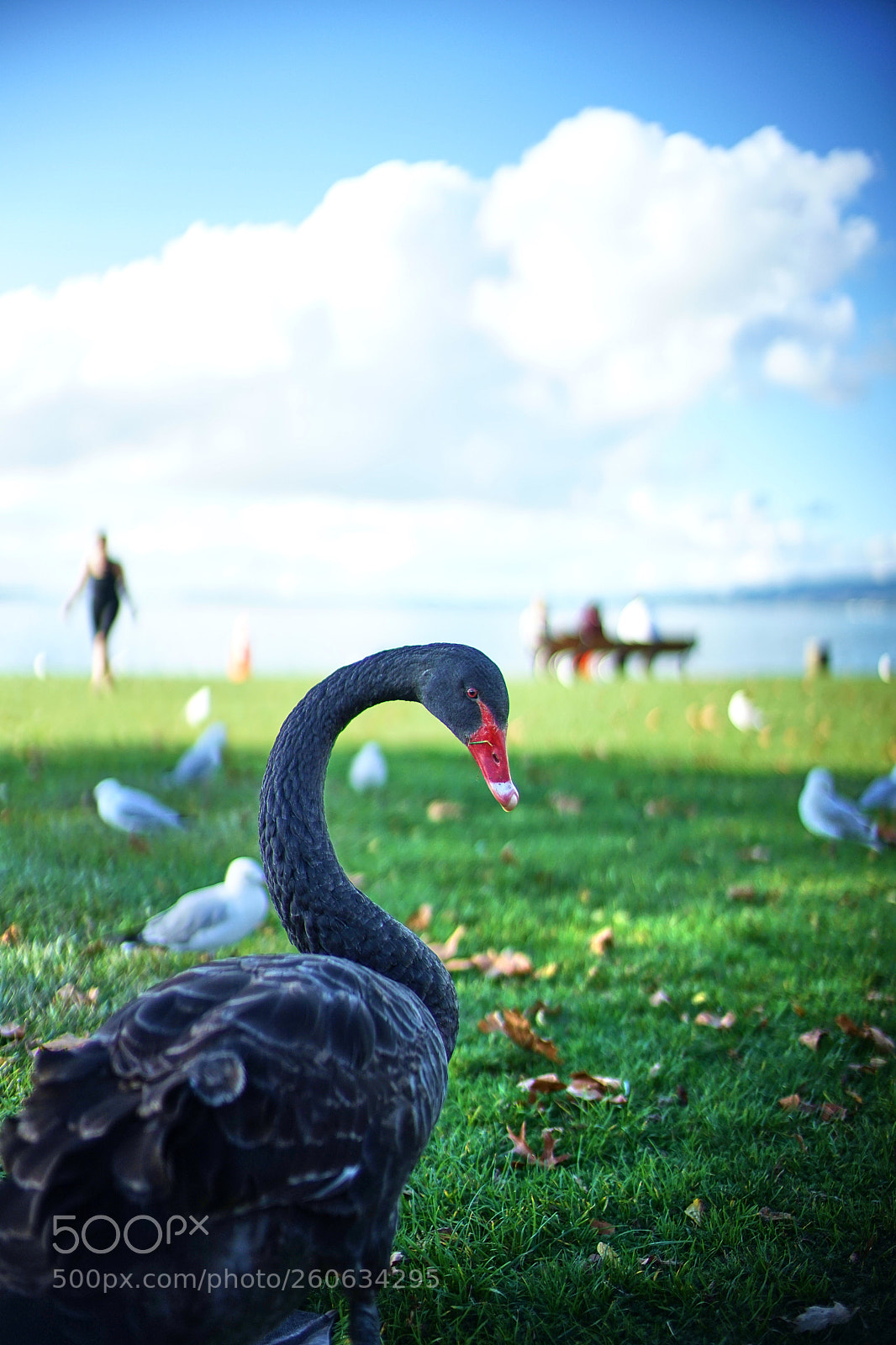 Sony a7 II sample photo. Swan of rotorua photography