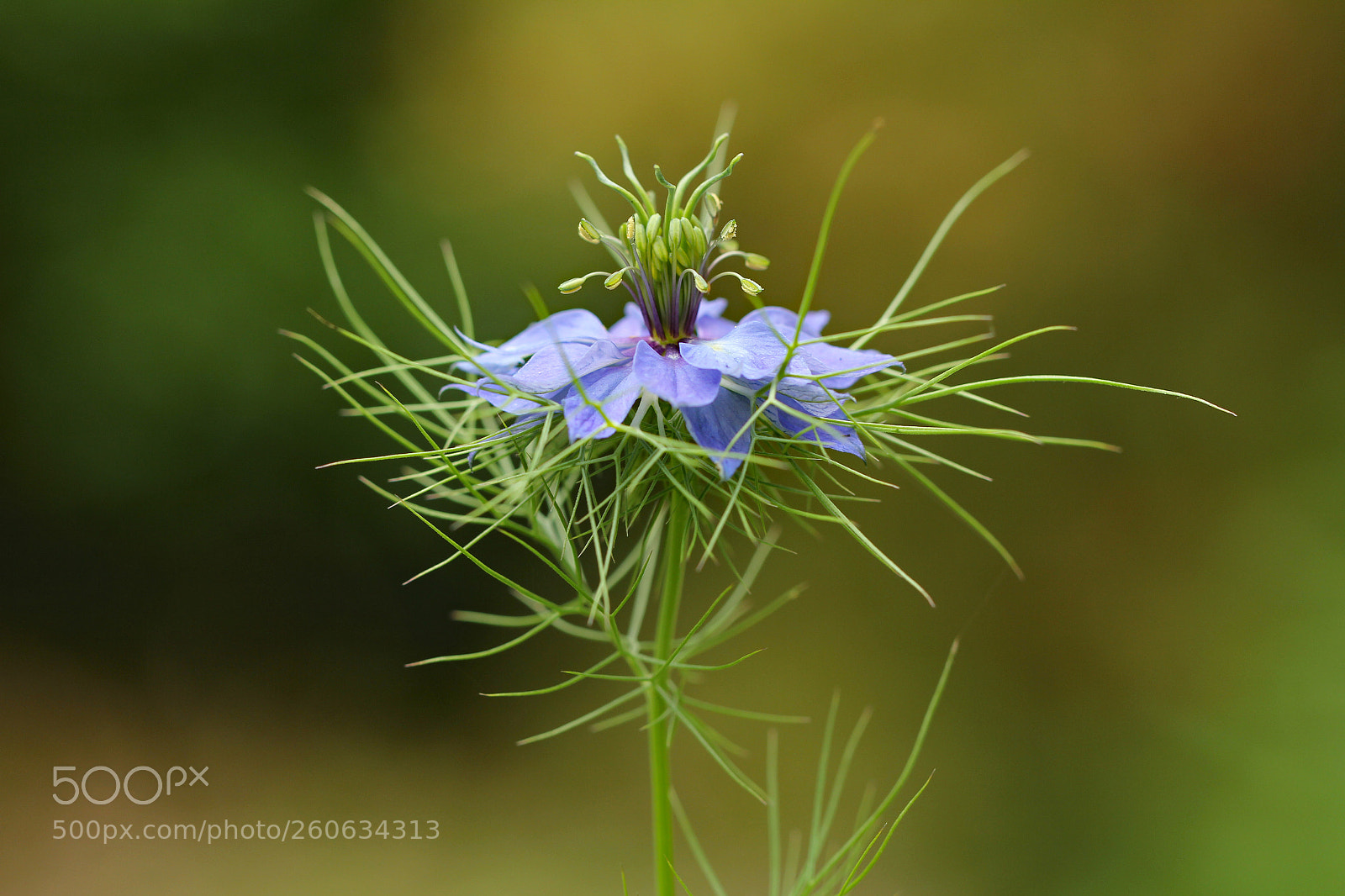 Canon EOS 60D sample photo. Nigella flower photography