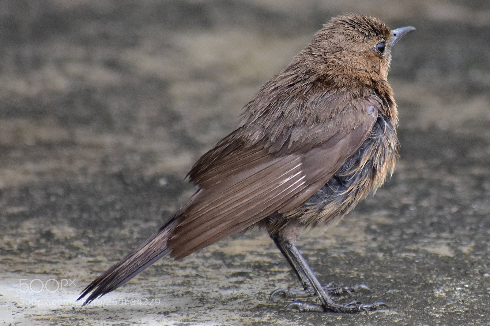 Nikon D7200 sample photo. Bird upclose photography