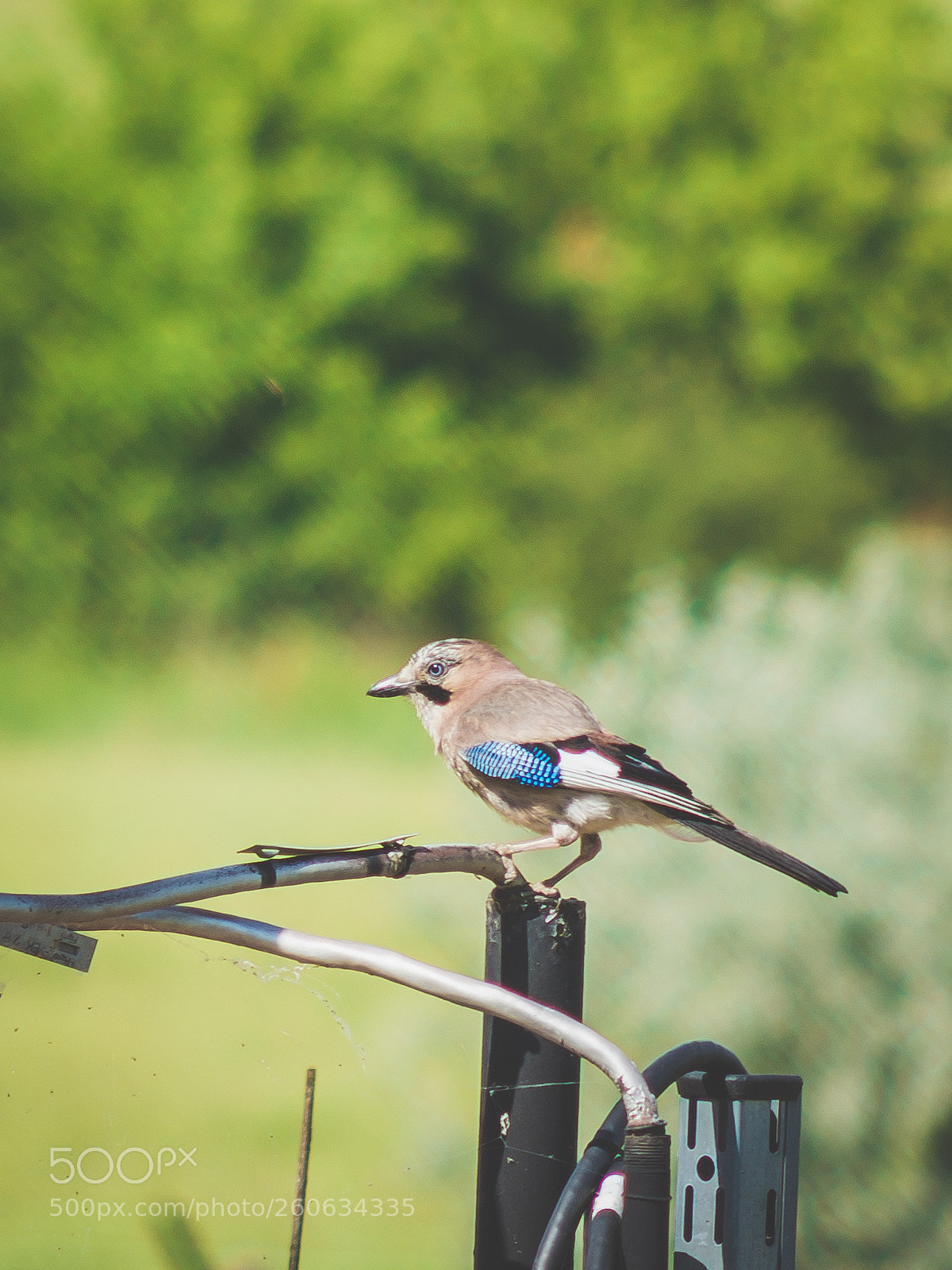 Nikon D7200 sample photo. Eurasian jay photography