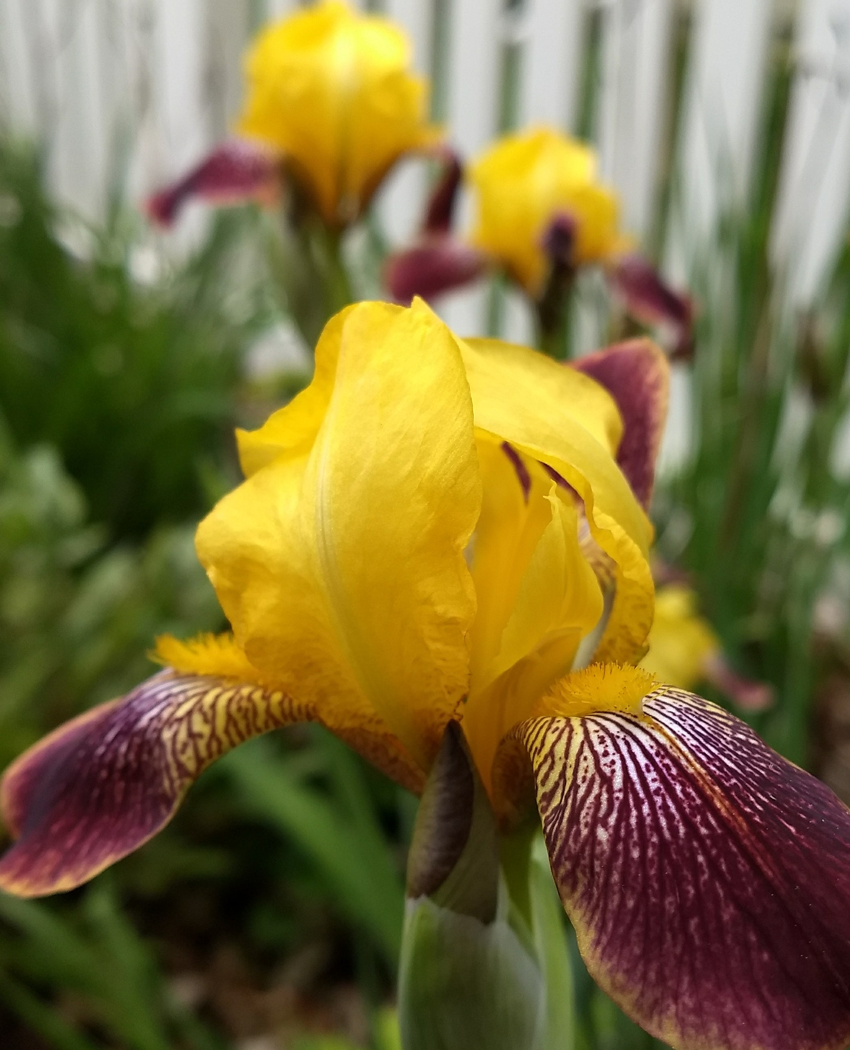 Motorola Moto Z (2) Play sample photo. Yellow iris photography