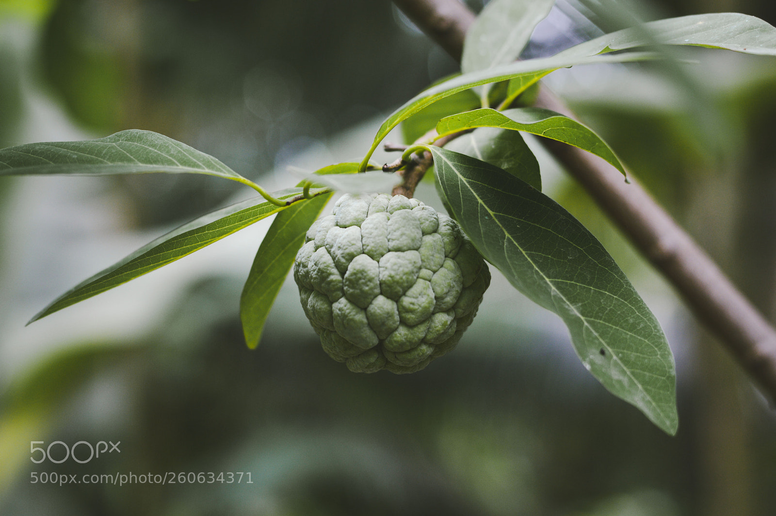 Nikon D3200 sample photo. Annona squamosa photography