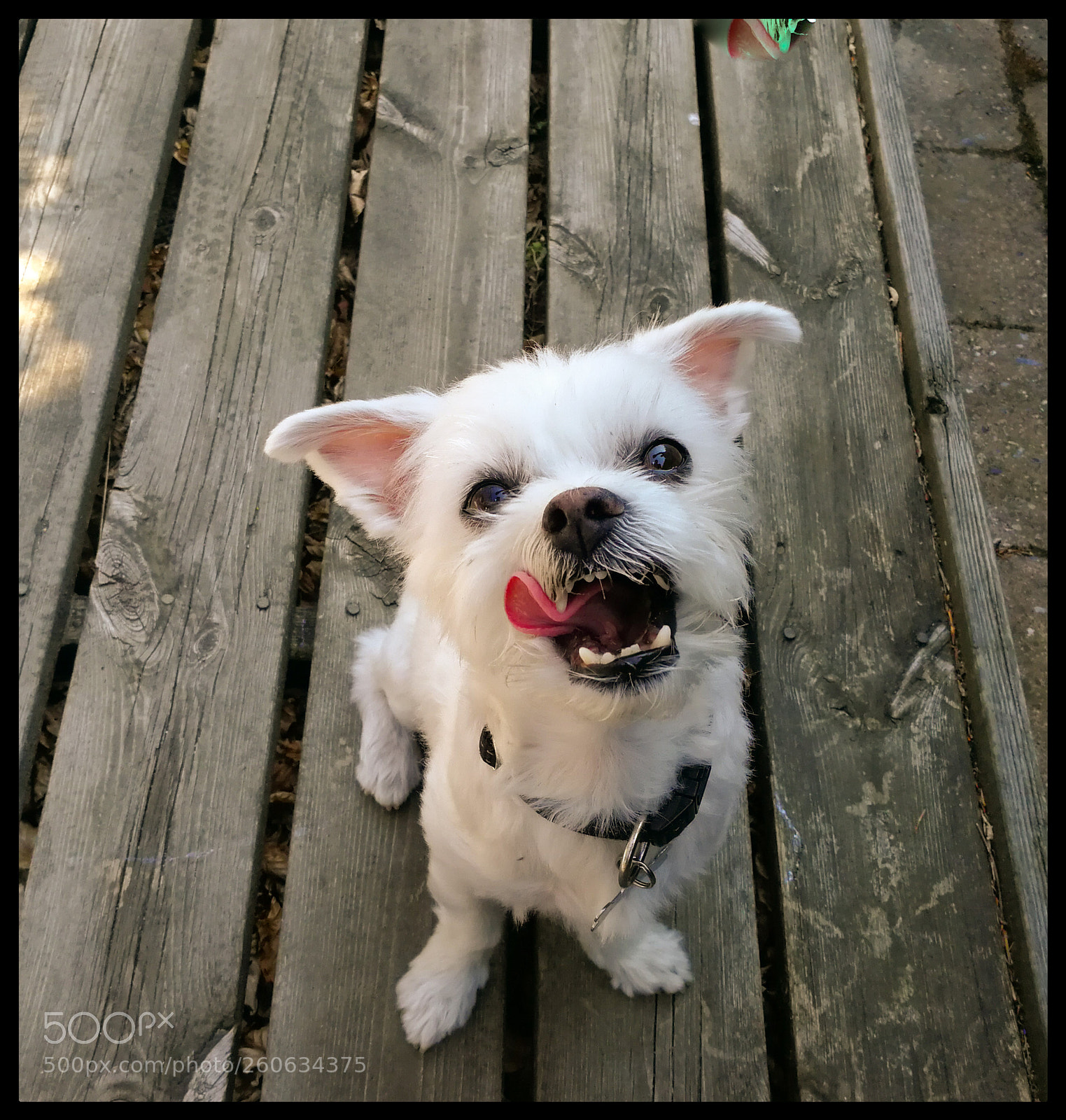 HUAWEI P10 sample photo. Dog feeling the heat photography