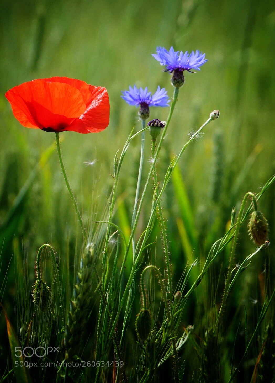 Sony a7 sample photo. Red & blue photography