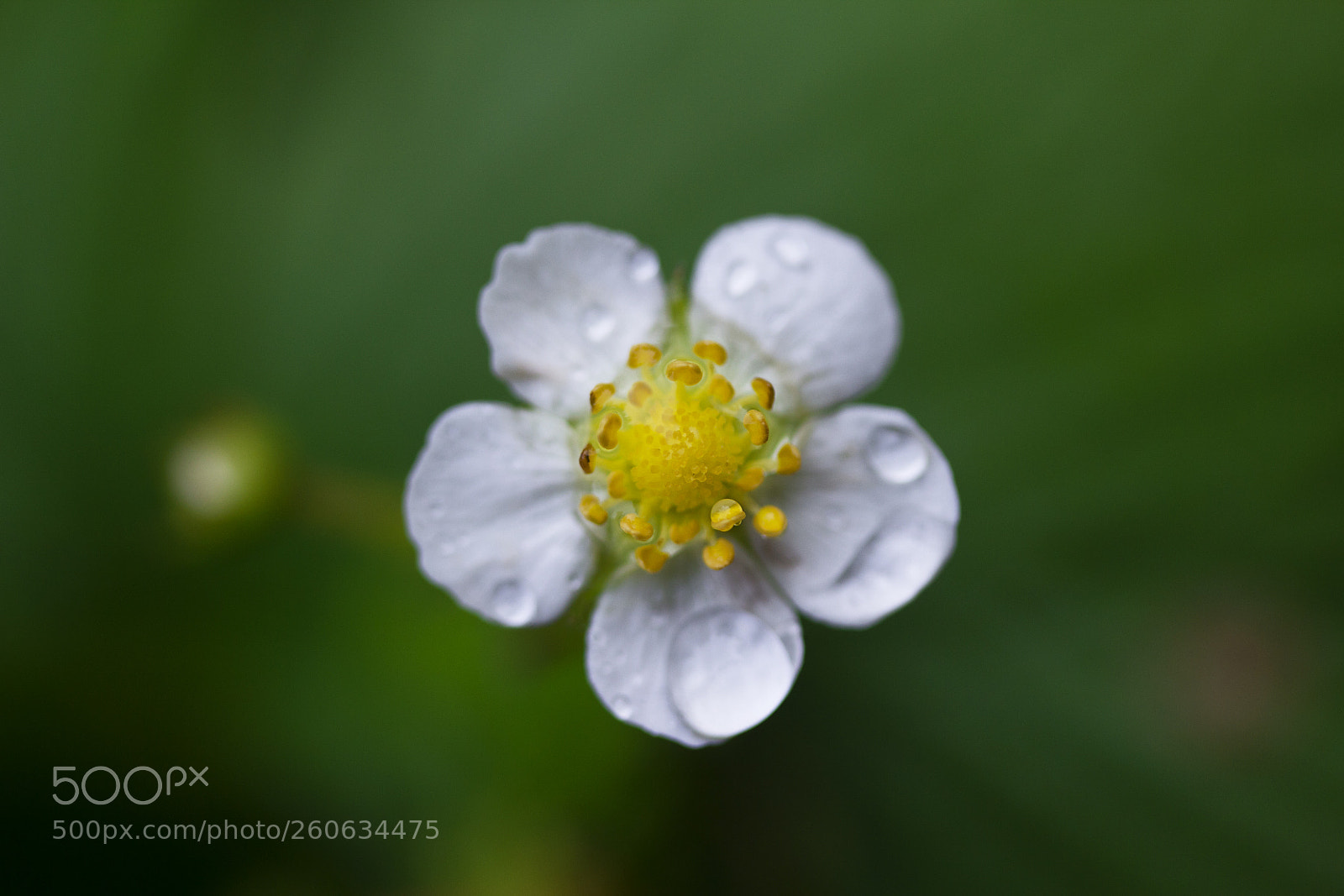 Canon EOS 60D sample photo. Wald-erdbeere (fragaria vesca) photography