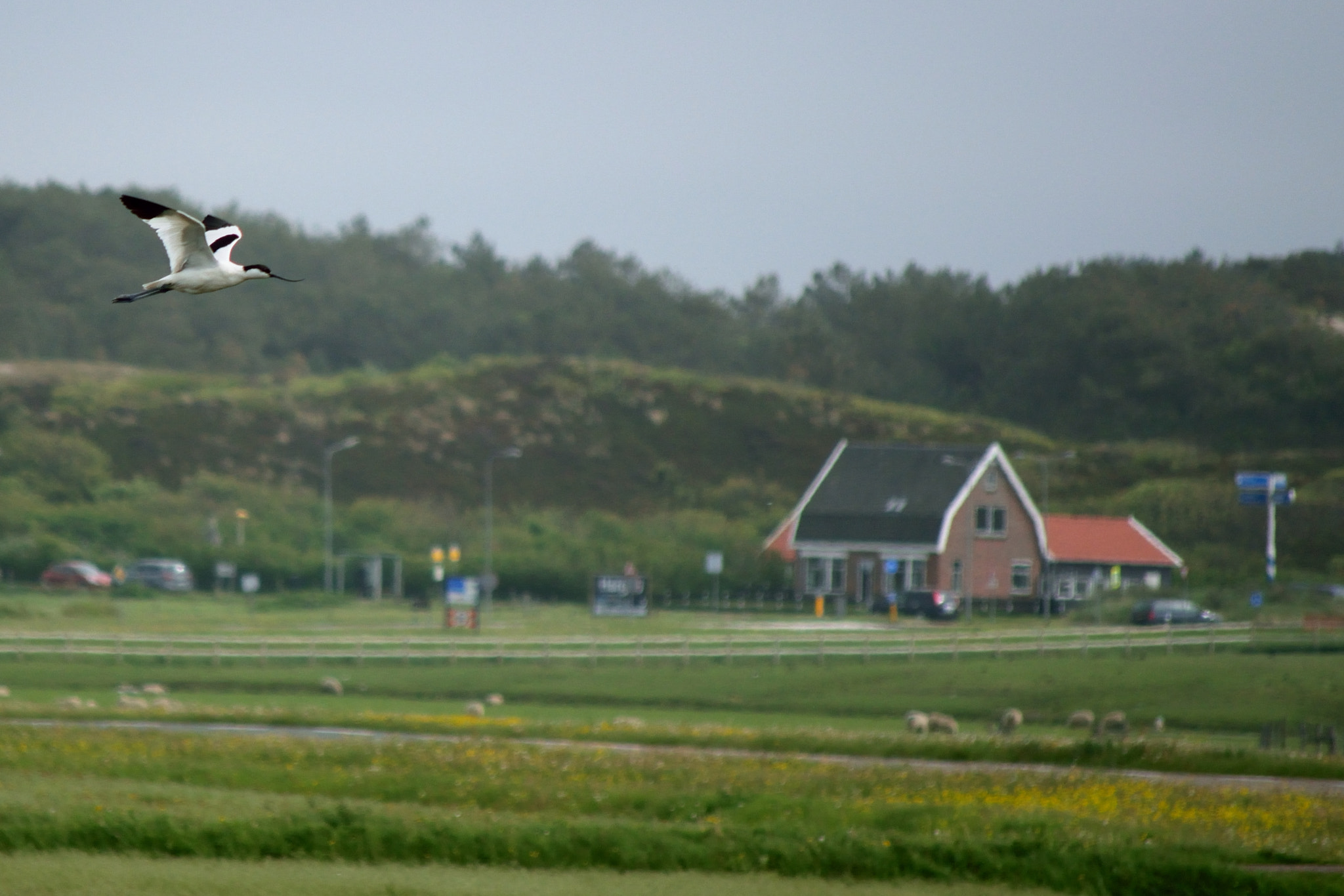 Nikon D5300 sample photo. Avocet in flight photography