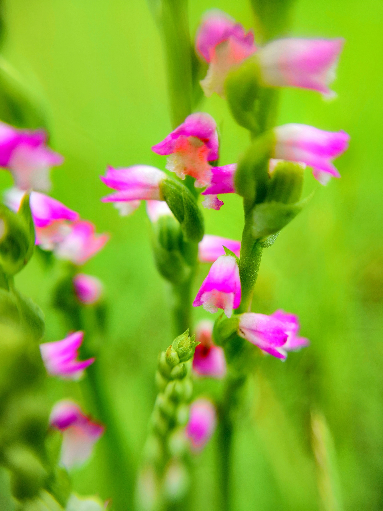 HUAWEI Honor 10 sample photo. Small flowers photography