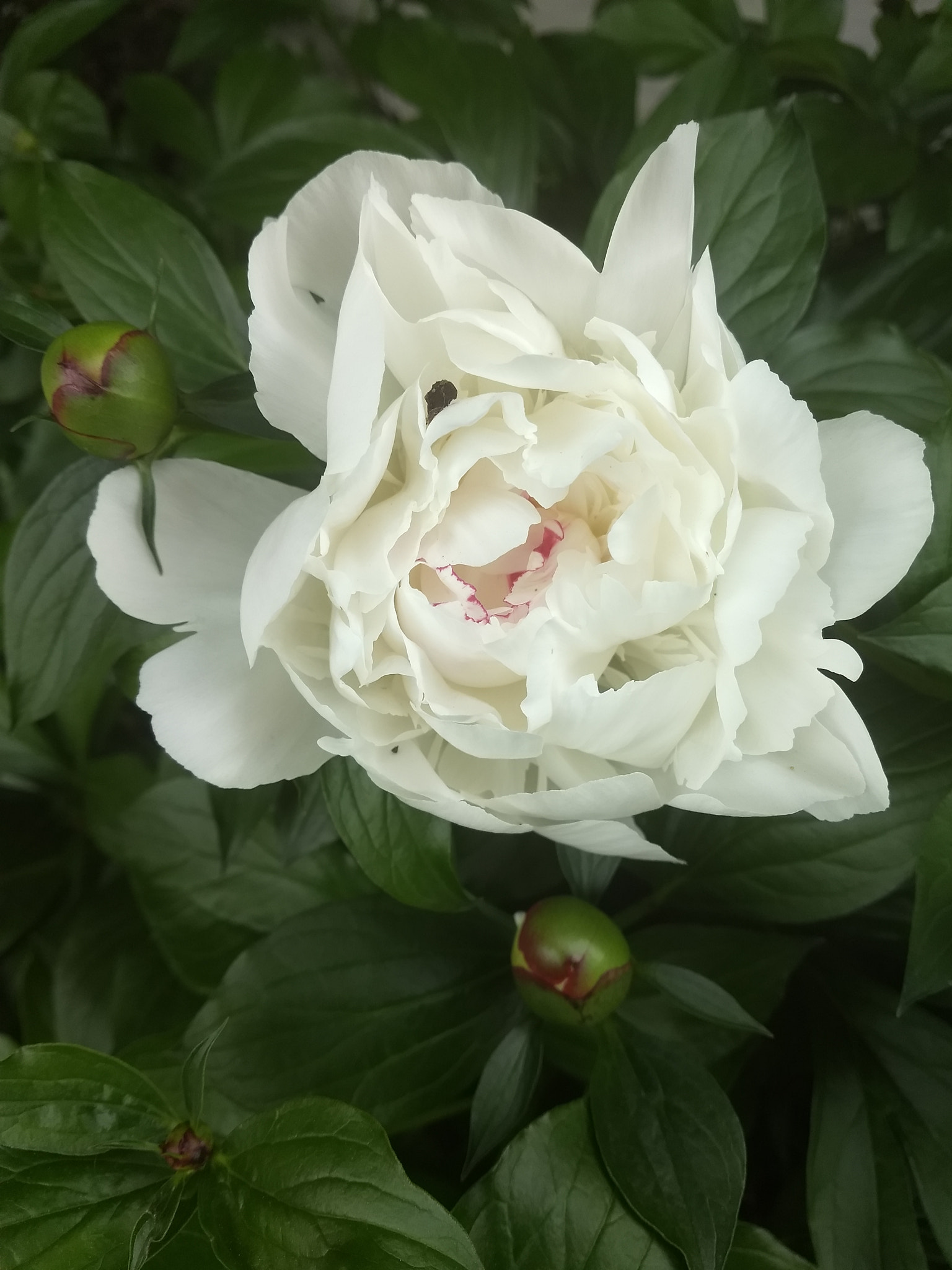 Motorola Moto Z (2) Play sample photo. Blooming peony photography