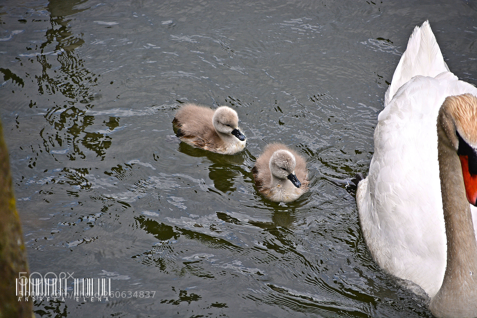 Nikon D5200 sample photo. Schwan _ heidelberg ? photography