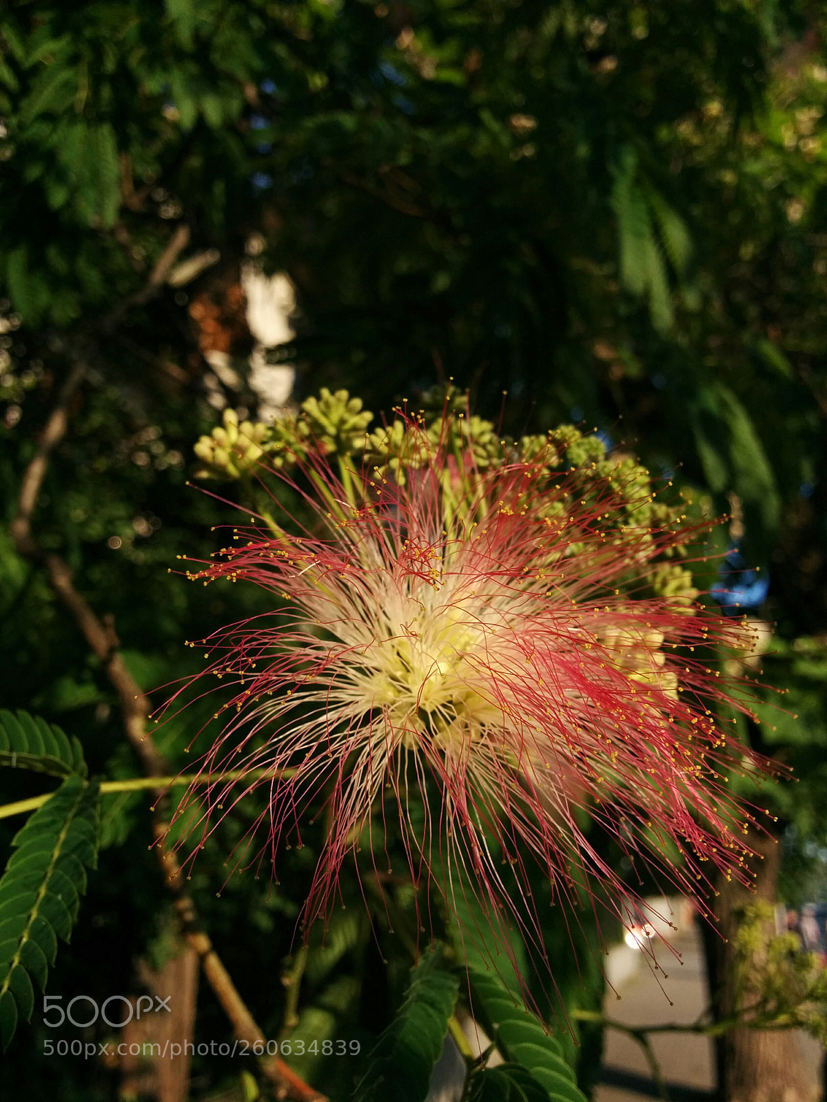 LG Nexus 5 sample photo. Untitled photography