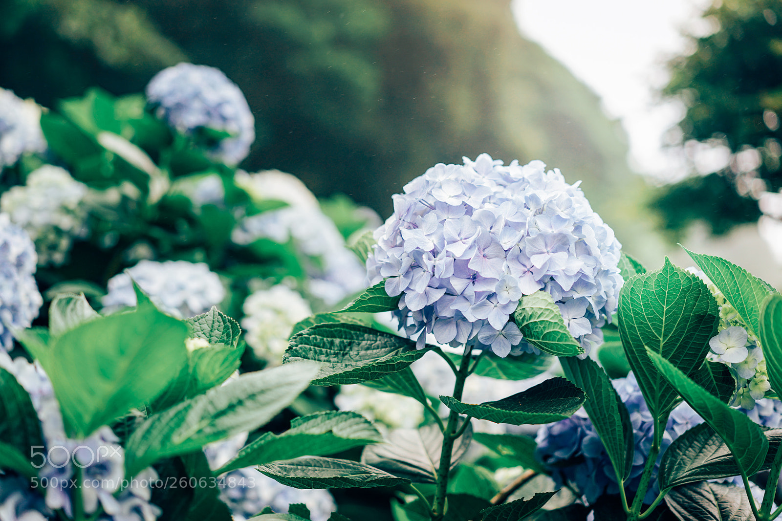 Sony a7 II sample photo. Hydrangea macrophylla photography