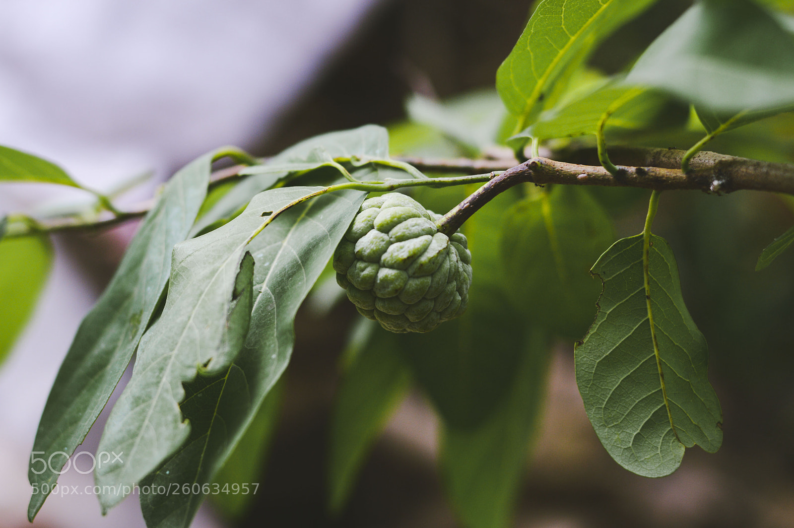 Nikon D3200 sample photo. Annona squamosa photography