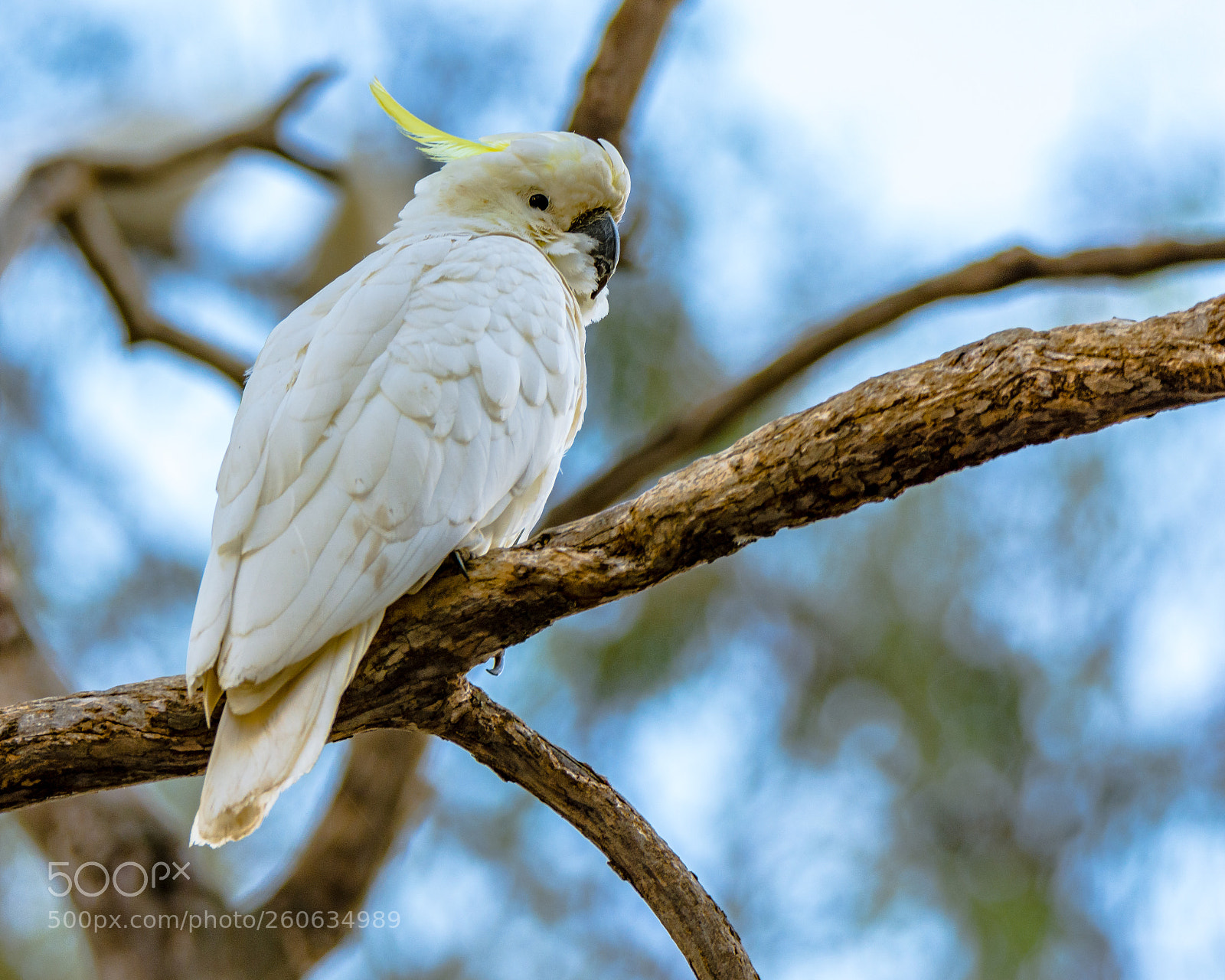 Nikon D7200 sample photo. Sulphur-crested cockatoo i photography