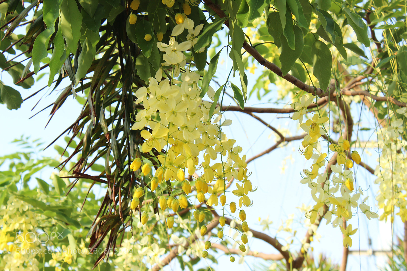 Canon EOS 1300D (EOS Rebel T6 / EOS Kiss X80) sample photo. Img photography