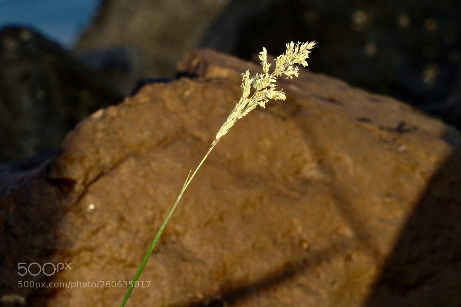 Sony a6500 sample photo. Grass and stone.  photography