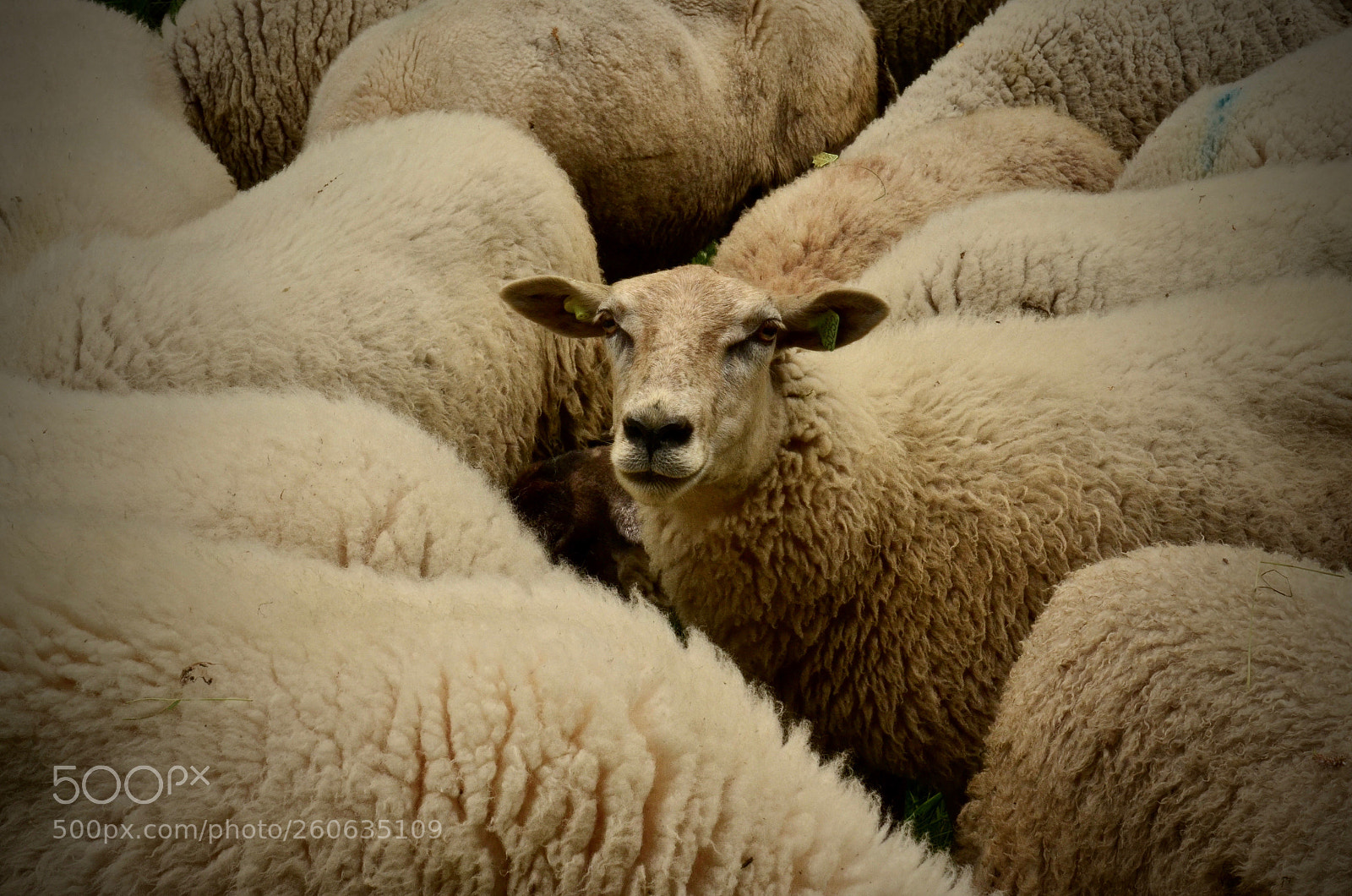 Nikon D5100 sample photo. One sheep, two sheep ... photography