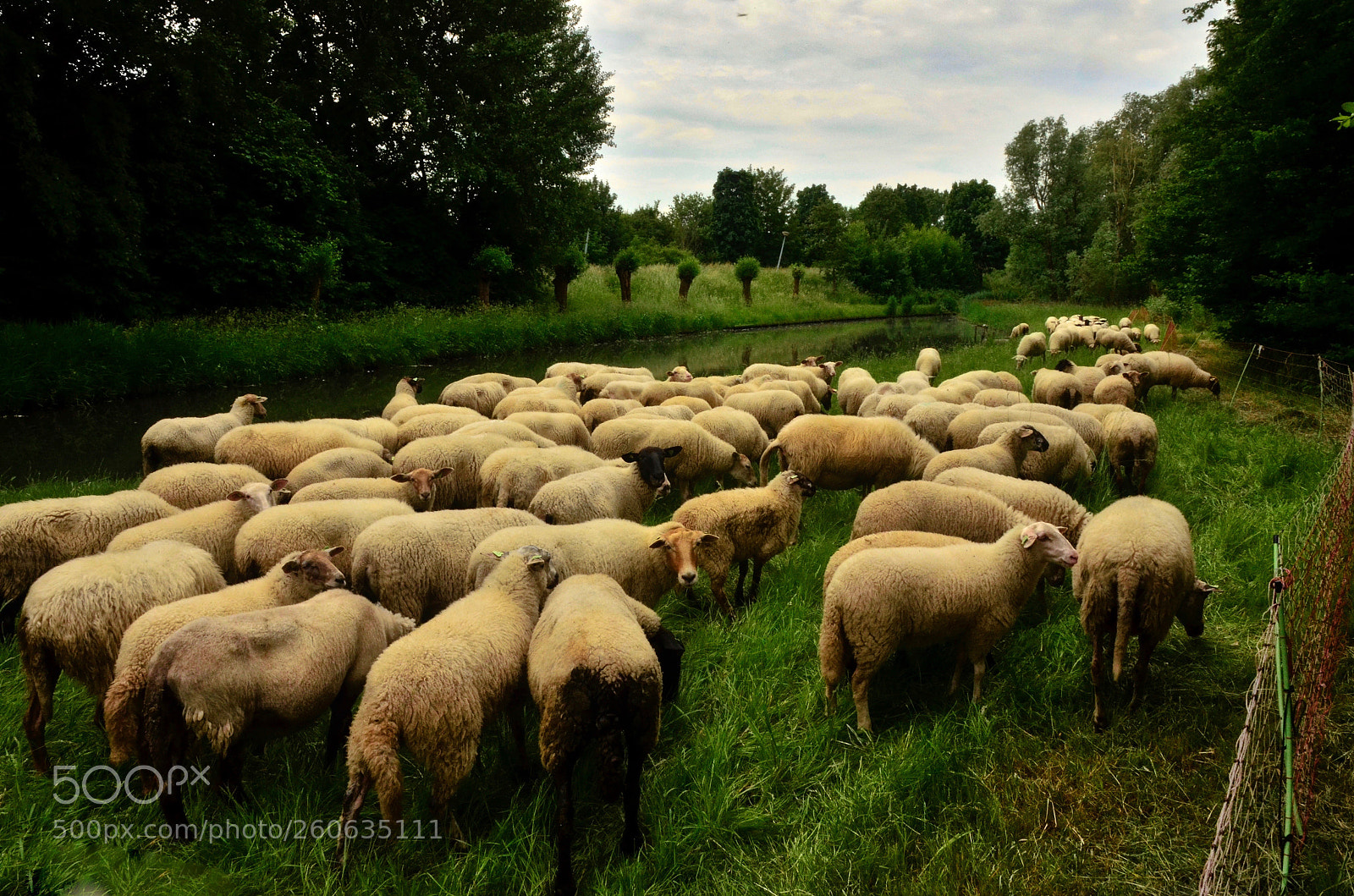 Nikon D5100 sample photo. Mowing the lawn photography