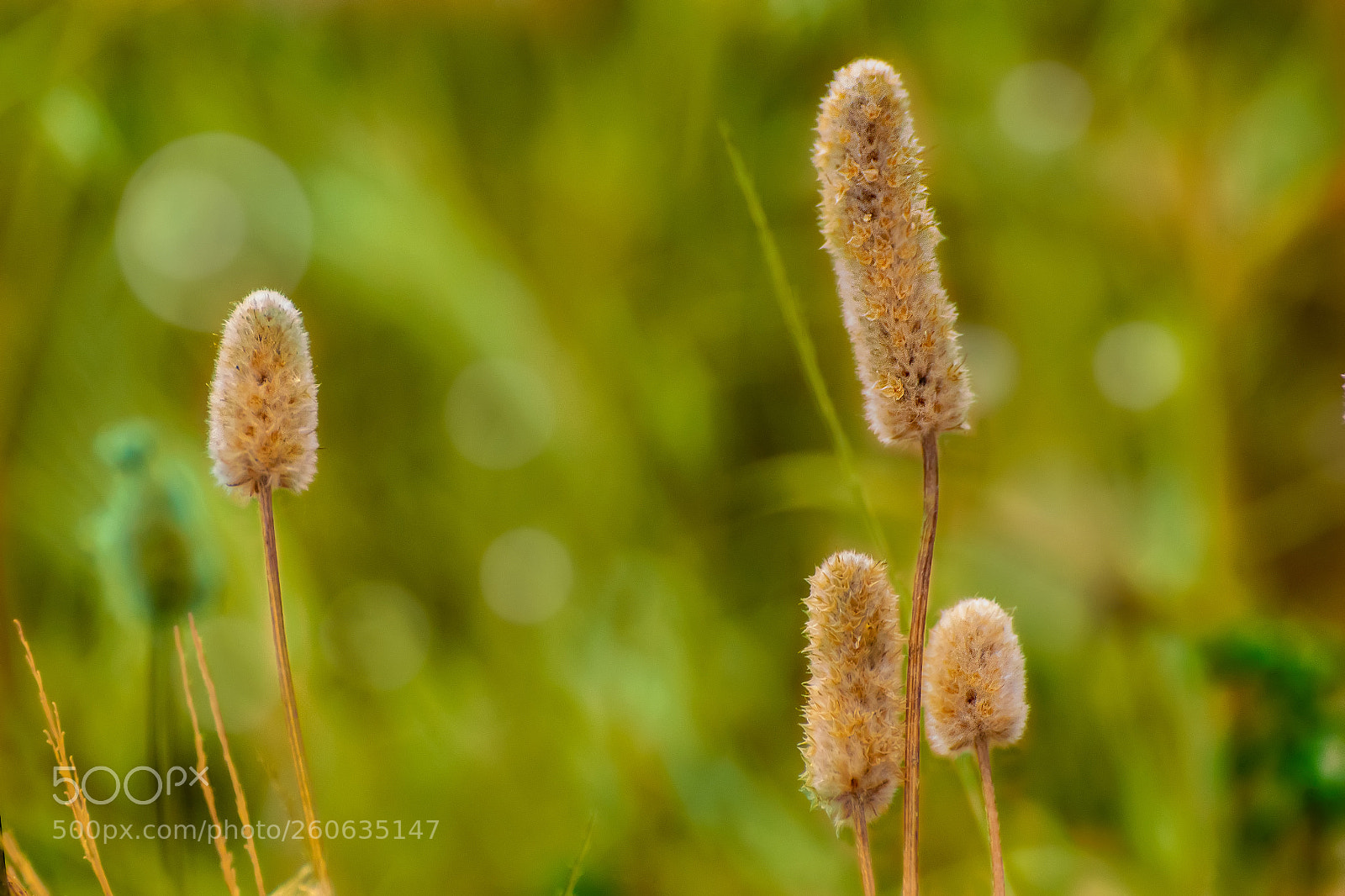 Nikon D5300 sample photo. Little wonders photography