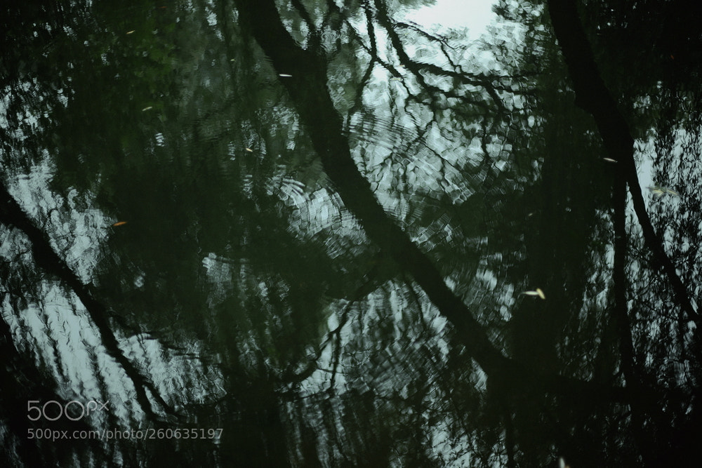 Canon EOS 5D Mark II sample photo. Pond photography