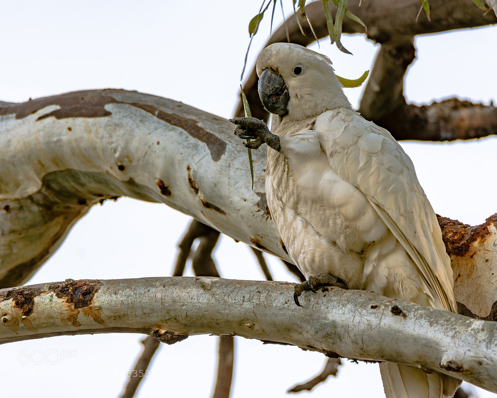 Nikon D7200 sample photo. Sulphur-crested cockatoo ii photography