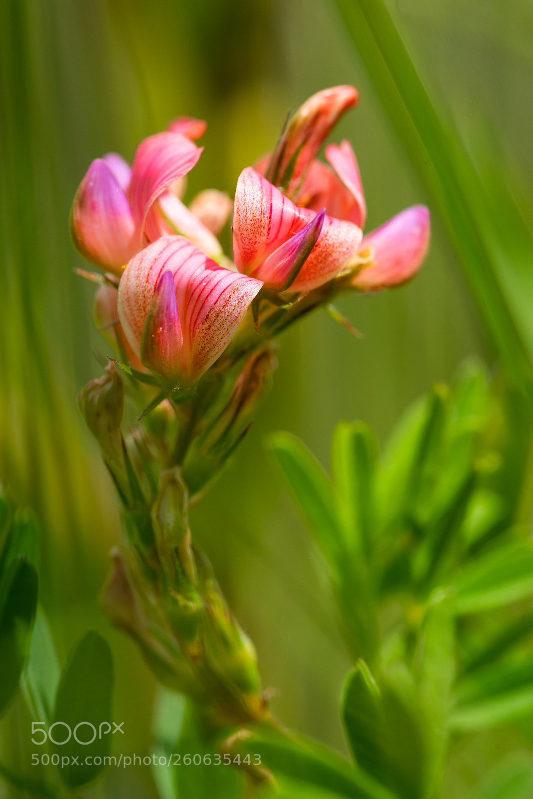 Sony a99 II sample photo. Meadow beauty photography
