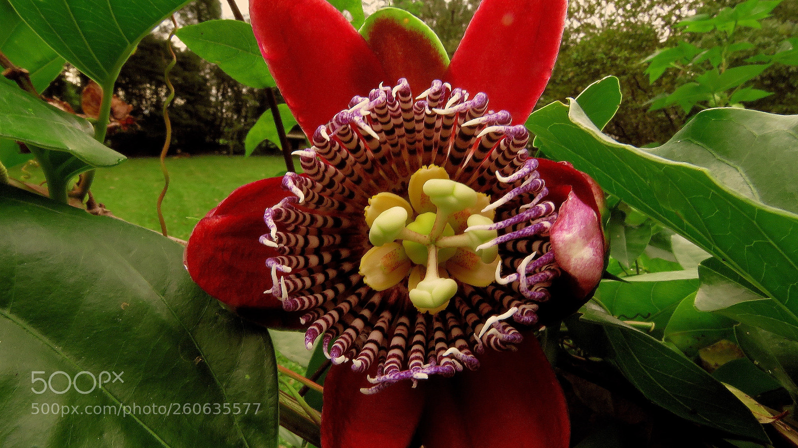 Canon PowerShot SX60 HS sample photo. Passiflora ..... photography