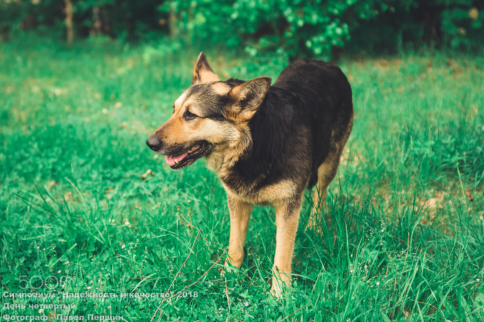 Canon EOS 6D sample photo. Street-terrier photography