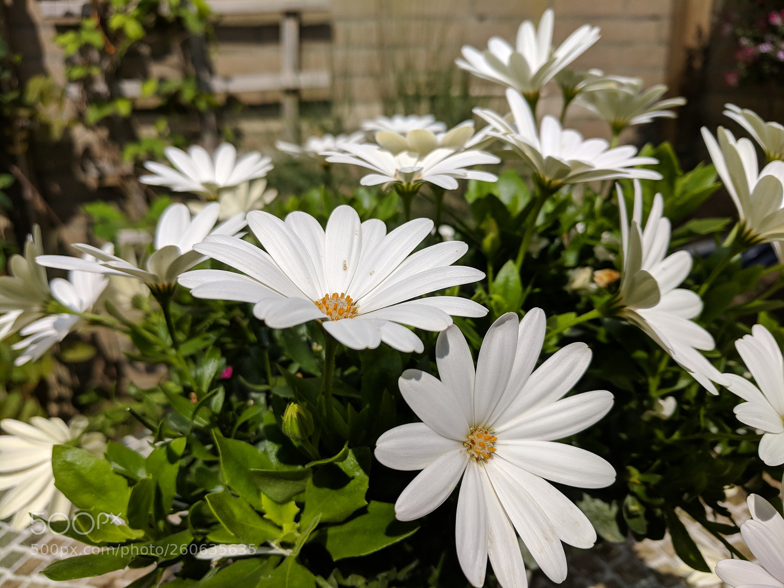 Google Pixel sample photo. Crisp photography
