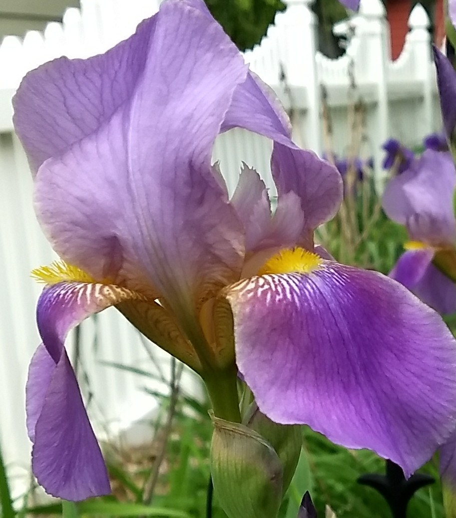 Motorola Moto Z (2) Play sample photo. Spring iris photography