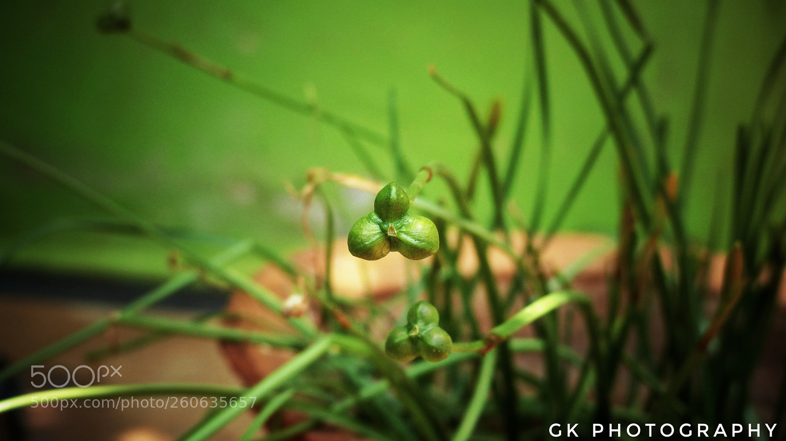Panasonic Lumix DMC-FZ200 sample photo. Bud photography