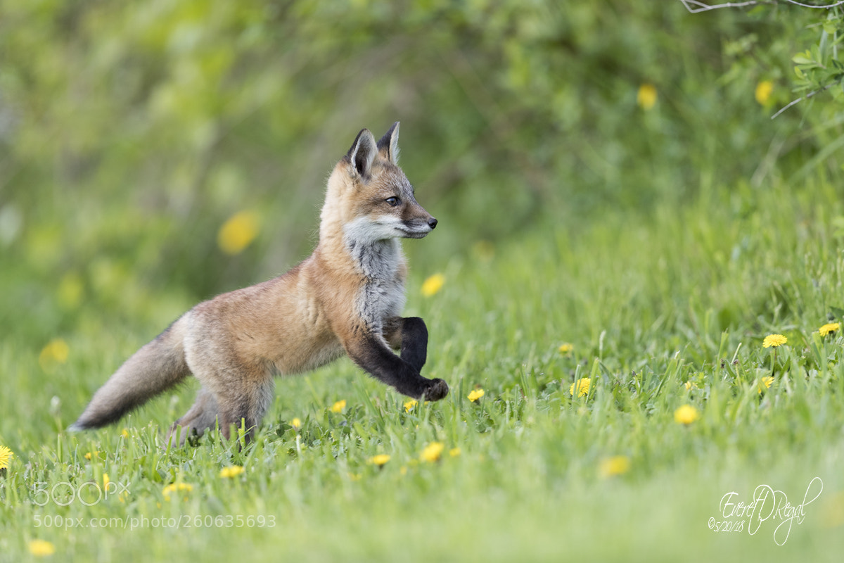 Canon EOS-1D X Mark II sample photo. Fox kit playing in photography
